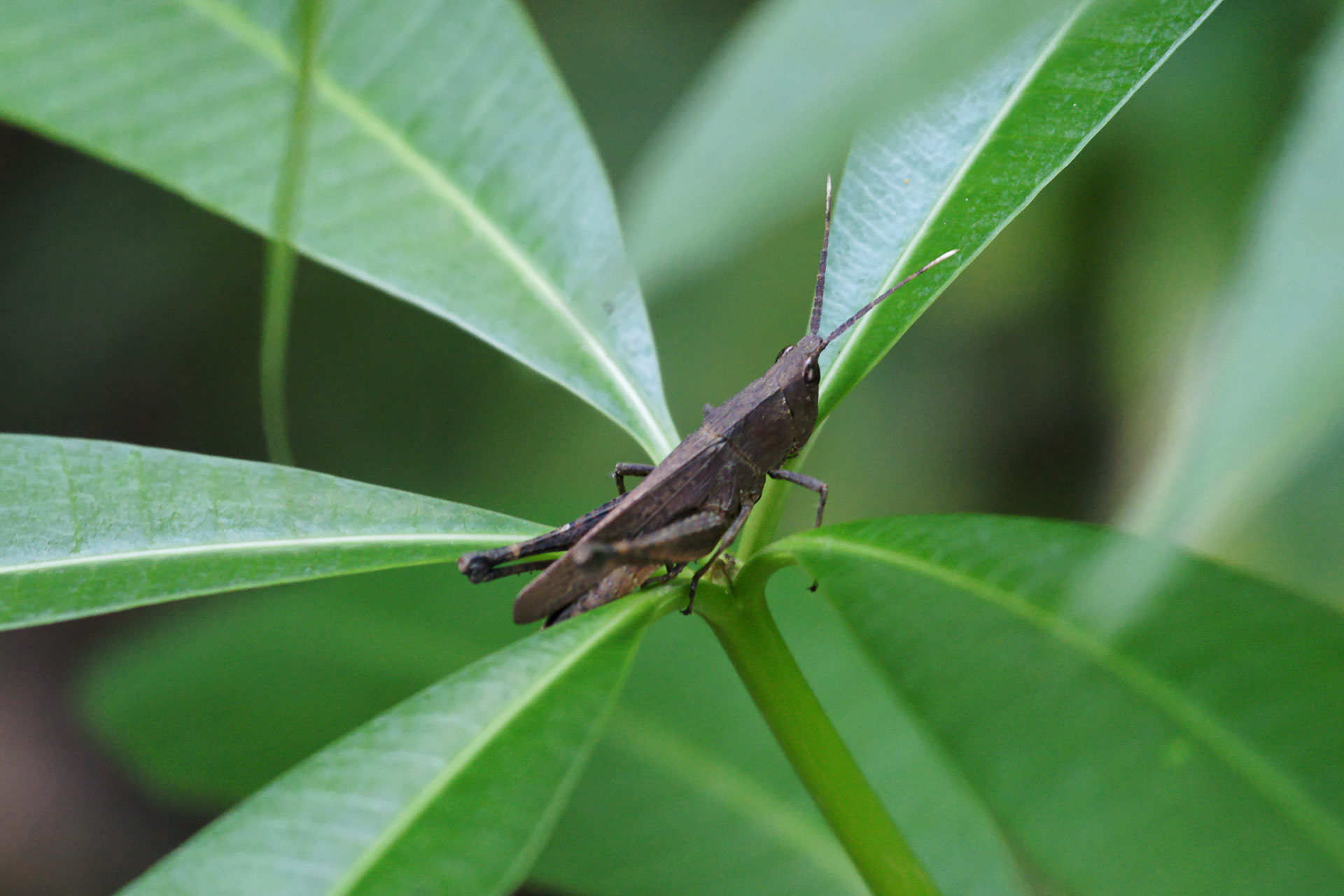 Ein kleiner Bewohner nahe den Kuang Si Wasserfällen im Südwesten von Luang Prabang